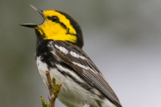 Golden-cheeked Warbler