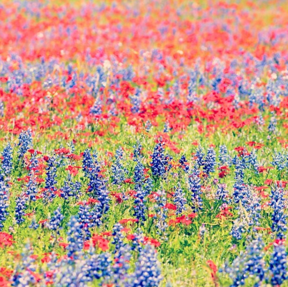 Wildflowers