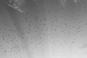 The Purple Martins Are Back!