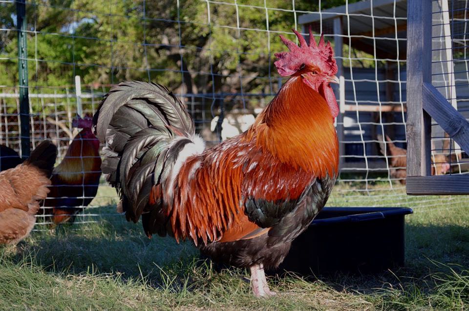 Learn How To Raise Backyard Chickens - Austin EcoNetwork