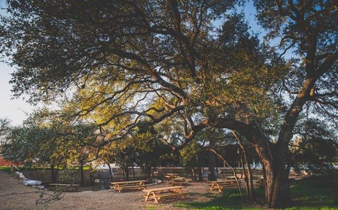 Live Oak Brewing Tree